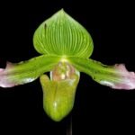 In Spike Paph. javanicum (3.5” Pot)