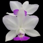 C. walkeriana semi-alba x sib. (‘Baby Tears’ x ‘Elixir of Love’) (BS, 3.5” pot)