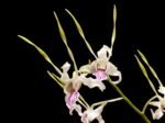 Dendrobium Antennatum - Multi-Growths (BS, 3.5" pot) - Image 2