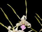 Dendrobium Antennatum - Multi-Growths (BS, 3.5" pot)