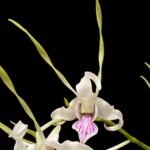 Dendrobium Antennatum - Multi-Growths (BS, 3.5" pot)