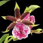 In Spike Zygopelum (Galeopetalum) Arlene Armour ‘Conching’ (3.5” Pot)