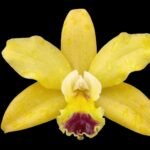 Pot. Paradise Beauty ‘Golden Angel’ (3.5” pot)