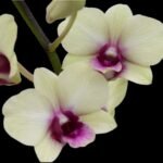 IN SPIKE Dendrobium New Burana (3.5” Pot)