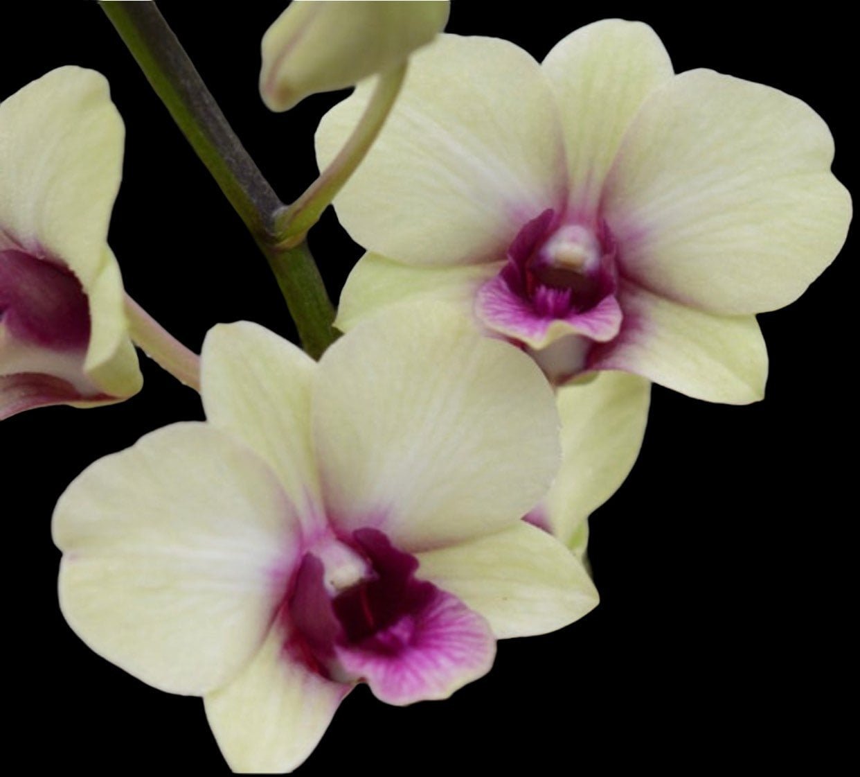 il_fullxfull.4321577250_eqms.jpg IN SPIKE Dendrobium New Burana (3.5” Pot) - Image 1