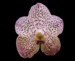 Huge Vanda Kulwadee Fragrance 3 Spikes with 2 New Growths