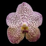 Huge Vanda Kulwadee Fragrance 3 Spikes with 2 New Growths