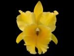 Rlc. Golden Godzilla (Rhyncholaeliocattleya Haadyai Delight × Rhyncholaeliocattleya Nakornchaisri Delight) (3.5” Pot)