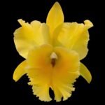 Rlc. Golden Godzilla (Rhyncholaeliocattleya Haadyai Delight × Rhyncholaeliocattleya Nakornchaisri Delight) (3.5” Pot)