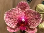 Multi Spikes Phalaenopsis Sogo Sun Beauty Huge Plant (4.5" pot) - Image 2