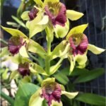 Dendrobium shiraishii x sib (3.5” Pot)