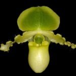 BUD INITIATE Paph. primulinum ‘In-Charm’ × sib (3.5” pot)