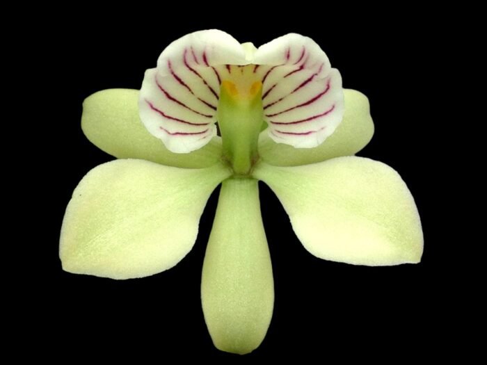 Fragrant - Prosthechea radiata (Encyclia) (3.5" pot) - Image 2