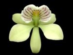 Fragrant - Prosthechea radiata ‘#1’ x radiata ‘NG’ (Encyclia) (BS, 3.5" pot)