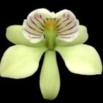 Fragrant - Prosthechea radiata ‘#1’ x radiata ‘NG’ (Encyclia) (BS, 3.5" pot)