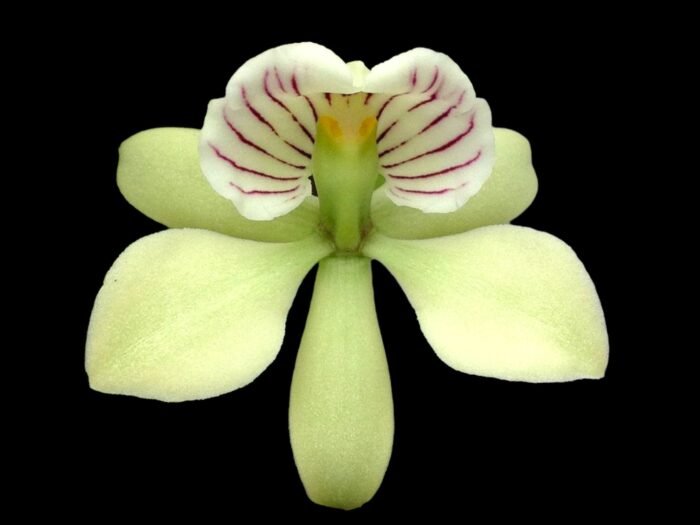 Fragrant - Prosthechea radiata ‘#1’ x radiata ‘NG’ (Encyclia) (BS, 3.5" pot) - Image 1