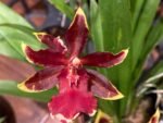 Double Tall Spikes Odontocidium Wildcat ‘Golden Red Star’ (3.5” Pot) - Image 2