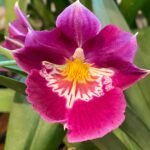 QUADRUPLE SPIKES - Miltoniopsis Edie Brown (4” pot)