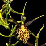 In Spike - Banfieldara Gilded Tower 'Mystic Maze' (3.5" pot)