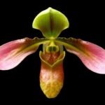 In Spike/ Bud Paph. appletonianum x sib ‘Fox Valley’ AM/AOS (2” Pot)