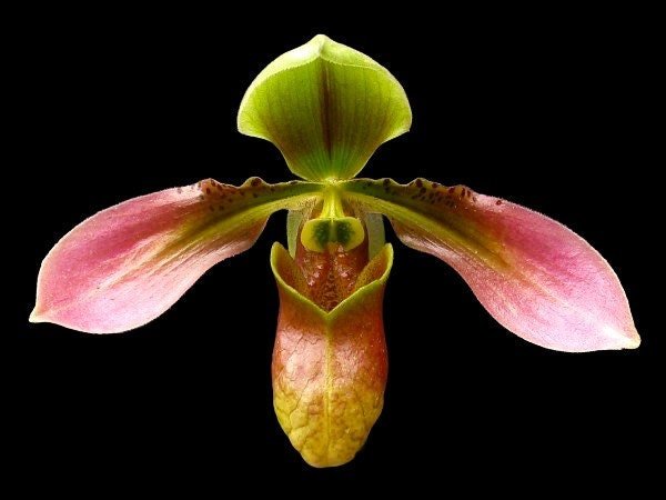 il_fullxfull.4360315662_216x.jpg In Spike/ Bud Paph. appletonianum x sib ‘Fox Valley’ AM/AOS (2” Pot) - Image 1