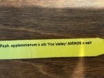 In Spike/ Bud Paph. appletonianum x sib ‘Fox Valley’ AM/AOS (2” Pot) - Image 9