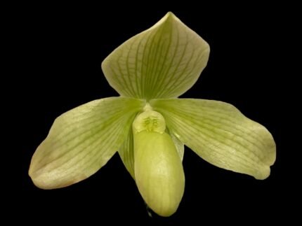 Paph. Moorei (ang thong v alba x tonsum ‘Green Gold’ HCC) (2" pot)