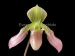 Paph. aga'pe (appletonianum x urbanianum) (2" pot)