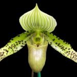 In SPIKE/ BUD Paph. QF Ekolu (dixlerianum x argus) (2" pot)