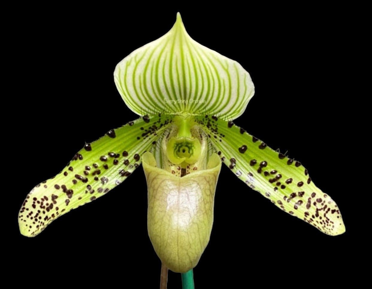 il_fullxfull.4367829047_khk9.jpg In SPIKE/ BUD Paph. QF Ekolu (dixlerianum x argus) (2" pot) - Image 1