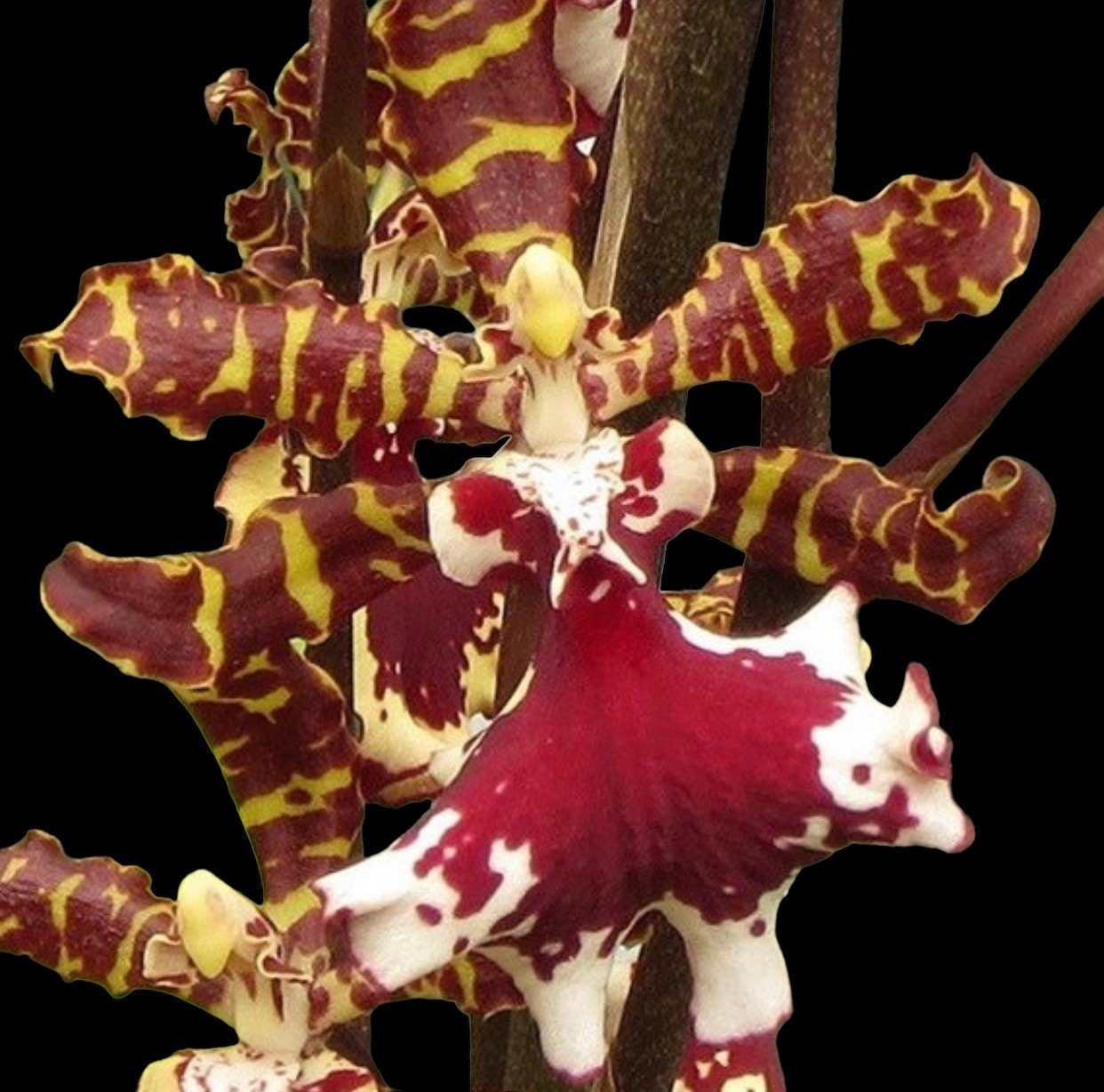 Odontocidium Everglades Elegance ‘Nancy Lee’ HCC/AOS Odontocidium Everglades Elegance ‘Nancy Lee’ HCC/AOS