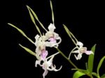 Dendrobium Antennatum - Multi-Growths (BS, 3.5" pot) - Image 3