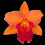 Pot. Orglades Tradition ‘Sunset’ (3.5” Pot)