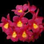 Cattleytonia Why Not (C. aurantiaca x Bro. sanguinea) (4" Pot)