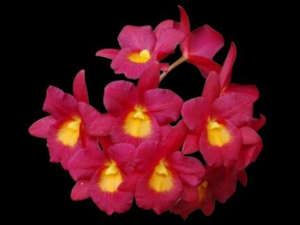 Cattleytonia Why Not (C. aurantiaca x Bro. sanguinea) (4" Pot)