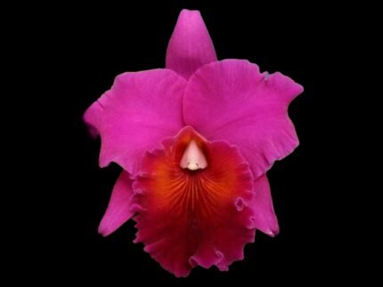 Pot. Memoria Yoshi Tsubaki ’Supreme’ (Blc. Jeremy Island x Pot. Hisako Akatsuka) (2” Pot)