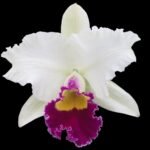 Rlc. Good News 'Yuki’ x (Hawaiian Wish ’Volcano Queen’ × Pamela Shells ‘Hawaiian Delight') (3.5” Pot)