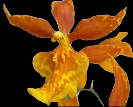 Odontocidium Piquant ‘Stanze” BLOOMING SIZE (3.5” Pot)