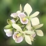 Fragrant - Prosthechea radiata (Encyclia) (3.5" pot)