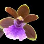 Zygopabstia Dragon Kitten 'Purr' (3.5" pot)