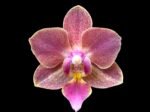 Multi Spikes Phalaenopsis I-Hsin Berry Cutie (3.5” Pot)