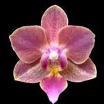 Multi Spikes Phalaenopsis I-Hsin Berry Cutie (3.5” Pot)