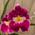 DOUBLE SPIKES - Miltoniopsis Maui Stars “Red Moon” x Edie Brown (3.5” Pot)