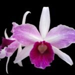 FRAGRANT- C. purpurata v. striata x sib (5” pot)