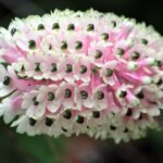 Dendrobium smilliae (3.5” pot)