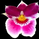 5 SPIKES - Miltoniopsis Memoria Dale Carlson ‘Woodys’ x Edie Brown (XXL plant, 4.5” pot)