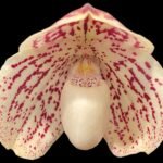 Paph. QF Whiteout (QF Mini x leucochilum ‘Red’) Blooming Size (2” Pot)