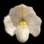 Paph. Greyi (godefroyae x niveum) 2 Growths (BS, 2” pot)