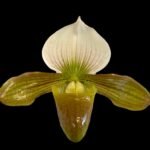 Paph. Hung Sheng Venus (charlesworthii v. alba x venustum album)