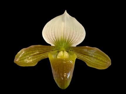Paph. Hung Sheng Venus (charlesworthii v. alba x venustum album) (Multi-growths, 3.5” pot)